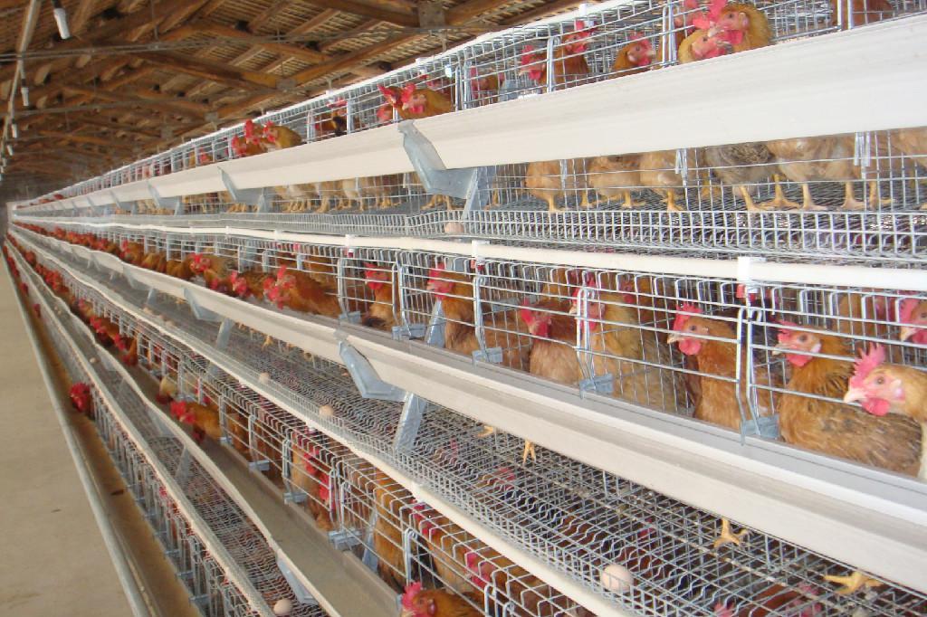 养鸡场必须具备的肉鸡设备 养鸡场必须具备的肉鸡设备